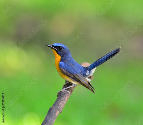 Bird, Hill Blue Flycatcher, cyornis banyumas, perching with details from head to tow, lifting his tail