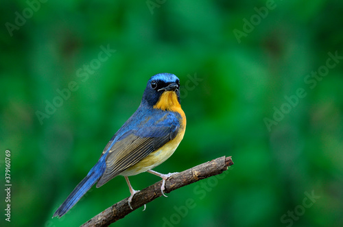 Bird, Hill Blue Flycatcher, cyornis banyumas, perching with details from head to tow © prin79