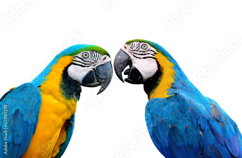 Blue and Gold Macaw Parrot birds in love moment isolated on white background © prin79