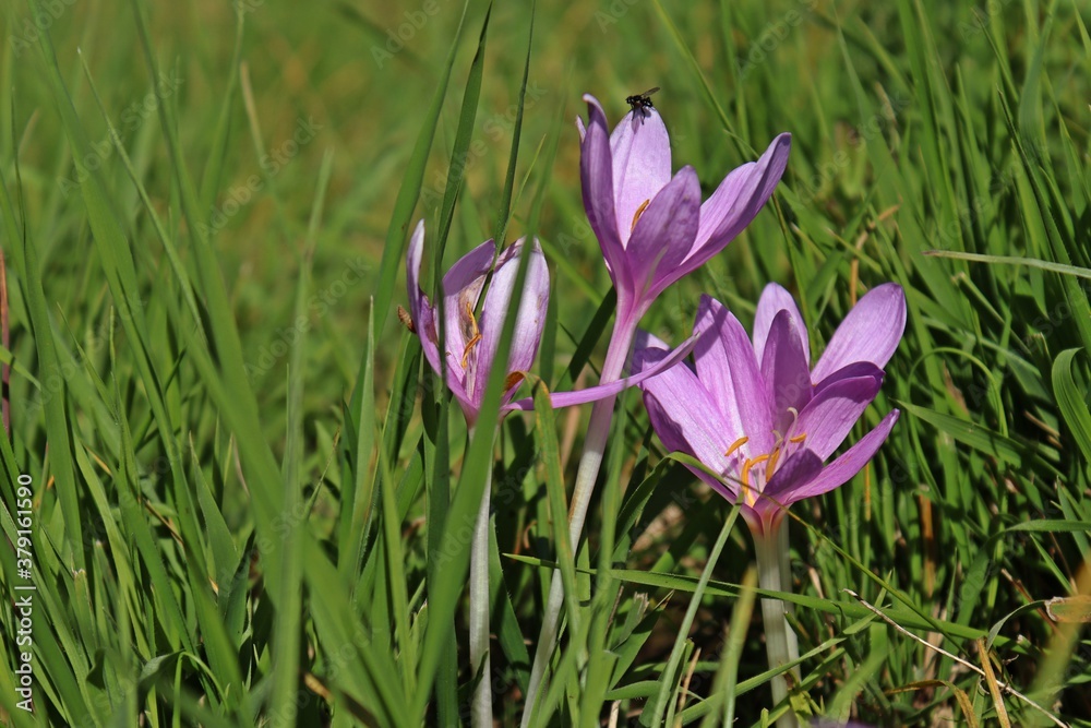 Herbstzeitlose (Colchicum autumnale) mit Fliege Herbstzeitlose (Colchicum autumnale) mit Fliege