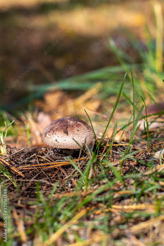 Beautiful mushroom in the forest. Mushroom picking in the forest Beautiful mushroom in the forest. Mushroom picking in the forest