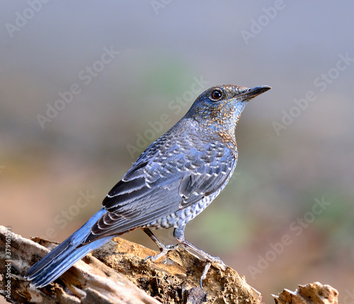 Blue Rock Thrush bird (Monticola solitarius) standing on the log with blue background