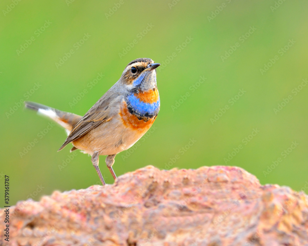 Fototapeta premium Bluethroat, beautiful blue bird with colorful on its neck standing on the rock