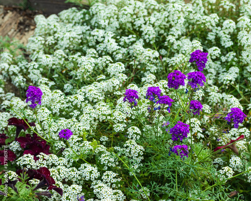 Beautiful meadow with white, lilac and burgundy flowers. photo