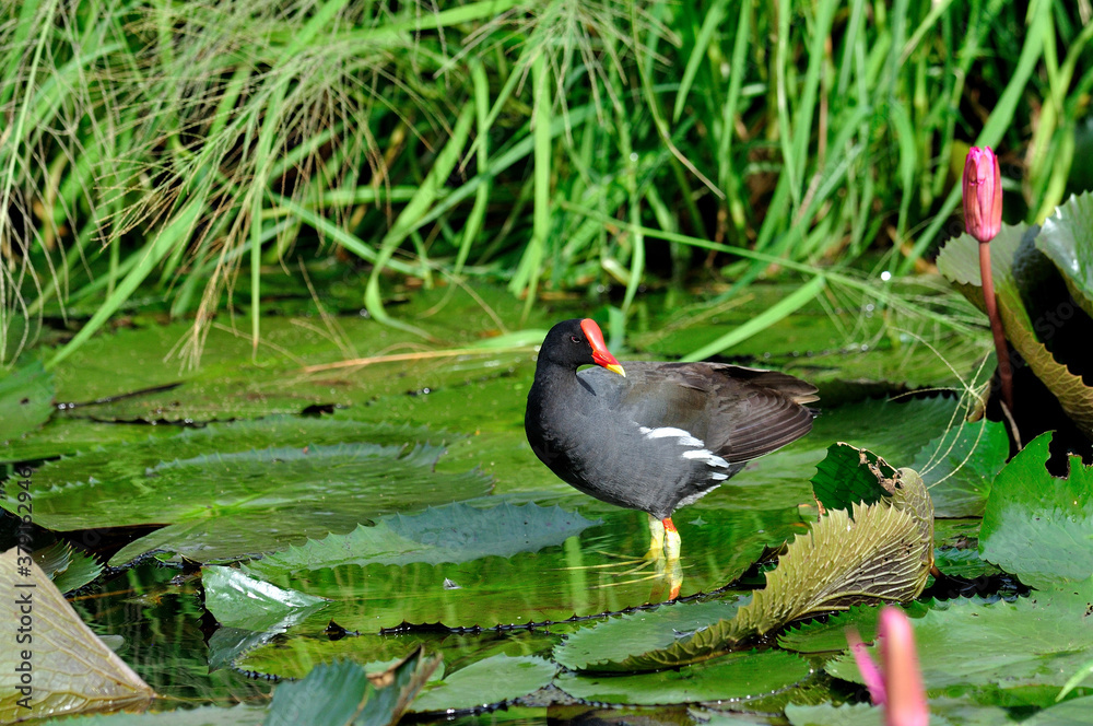 Common Moorhen walking on lotus leafs with lotus flowers in composition as best photo