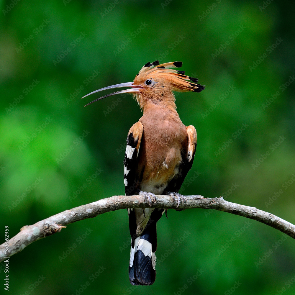 Common or Eurasian Hoopoe a crested and spiky hair bird Common or Eurasian Hoopoe a crested and spiky hair bird