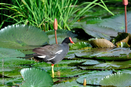 Common Moorhen standing on lotus leafs with lotus flowers around