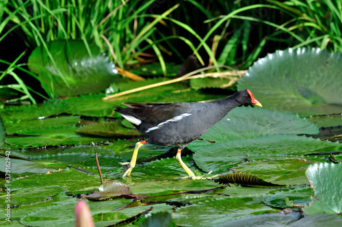 Common Moorhen walking on lotus leafs with lotus flowers in composition photo