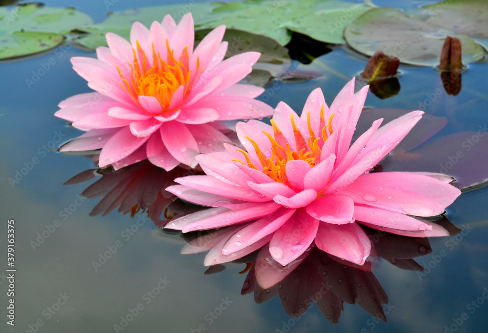 Doubleof Pink Lotus flowers or Water Lily with blue sky reflection in the water Doubleof Pink Lotus flowers or Water Lily with blue sky reflection in the water