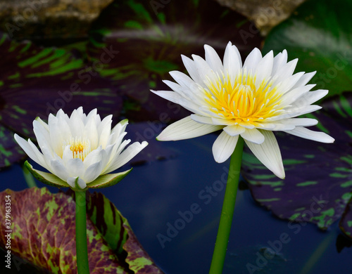Double White and Yellow Lotus Flower or Waterlily