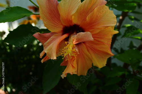 Bright large flower of Chinese hibiscus, China rose or Hibiscus hawaiian plant in sunlight. Nature concept for design. © maria