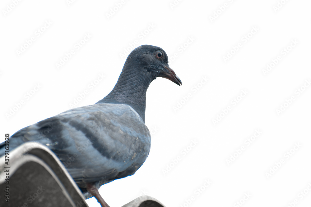 pigeon isolated on white background pigeon isolated on white background