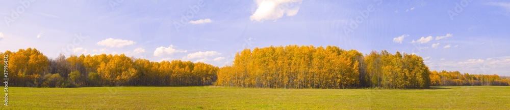 Fototapeta premium Autumn nature in panorama. Autumn yellow forest and field.