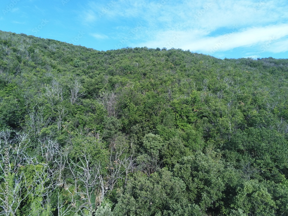 Forêt dans les Cévennes