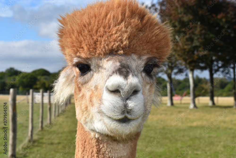 Alpacas are New World camelids alike small llamas or long-necked camels without the humps especially when sheared They have shaggy necks camel-like faces with thick lips pronounced noses and long ears