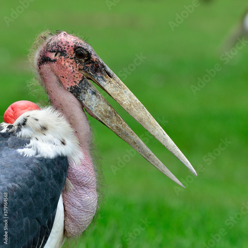 Fotografie Greater Adjutant Stork - Leptoptilop Dubius
