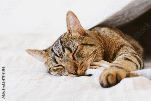 Young European Shorthair cat sleeping in bed under blanket.
