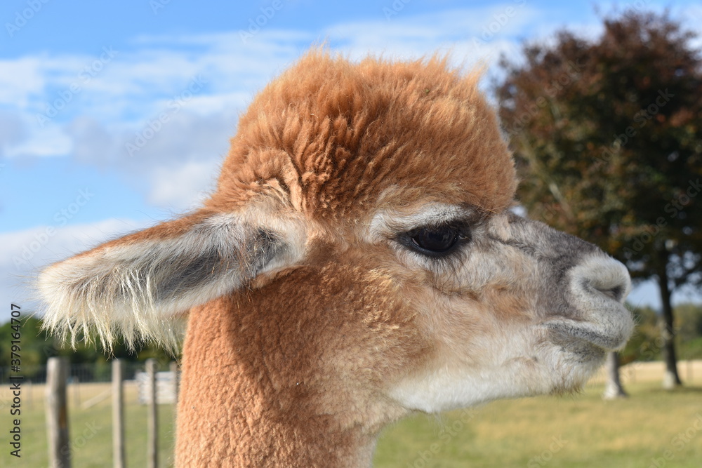 The alpaca looks like a small llama or long-necked camel with no humps It has shaggy neck face with thick lips pronounced nose big ears large eyes Easily domesticated it is friendly gentle and curious