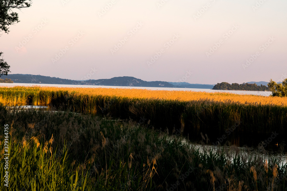 Il canneto della riserva naturale di Fondotoce, Verbania, Lago Maggiore, Piemonte, Italia. Il canneto della riserva naturale di Fondotoce, Verbania, Lago Maggiore, Piemonte, Italia.