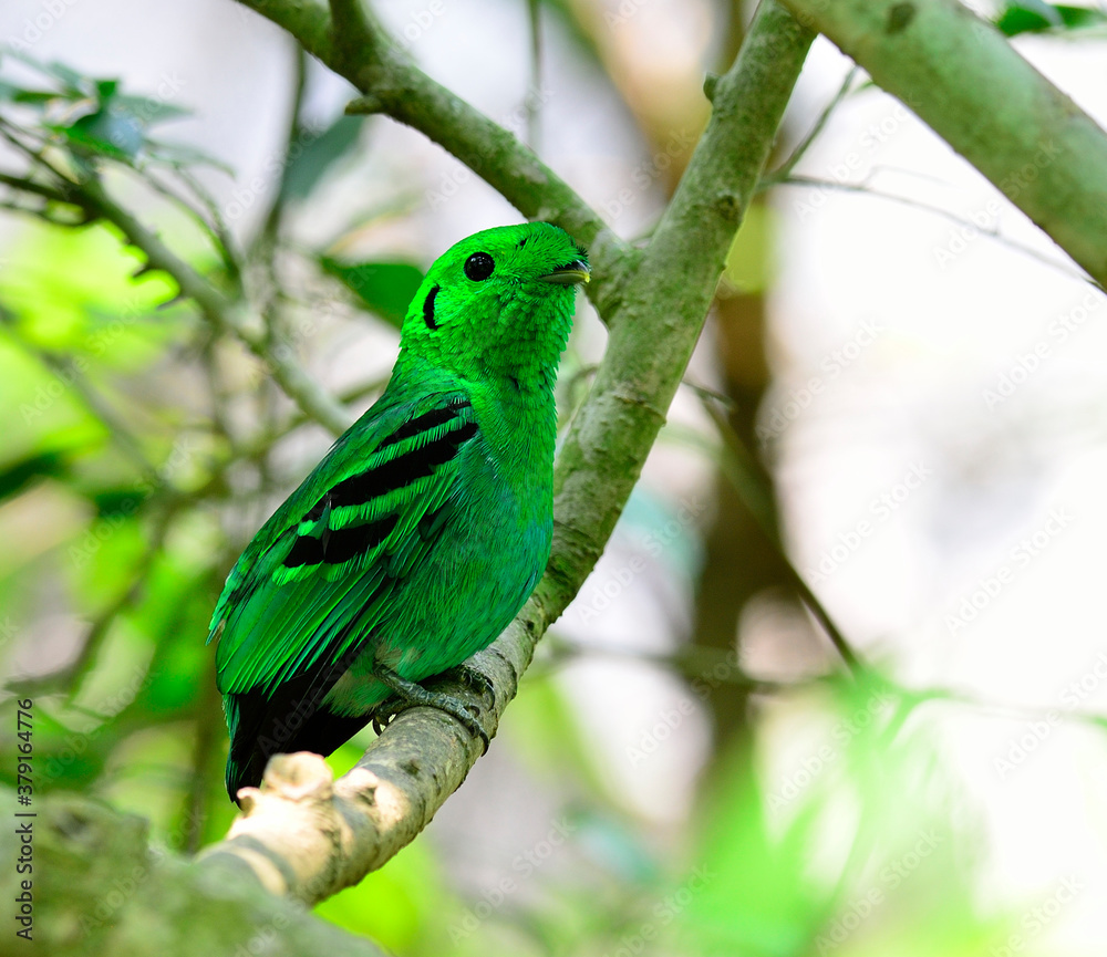 Green Broadbill, bird in vivid green color looks as leafs, calptomena viridis, bird of Thailand and asia Green Broadbill, bird in vivid green color looks as leafs, calptomena viridis, bird of Thailand and asia