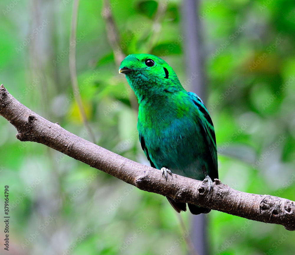 Green Broadbill, bird in vivid green color, calptomena viridis, bird of Thailand