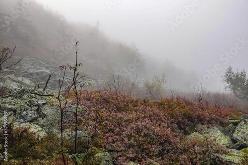 Nordic Nature in Autumn. Red Bilberry Bushes in Early Mosty Morning with Fog