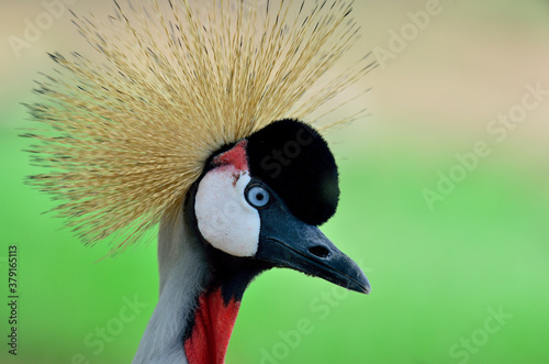 Grey Crowned Crane, Balearica Regulorum, with nice spiky head