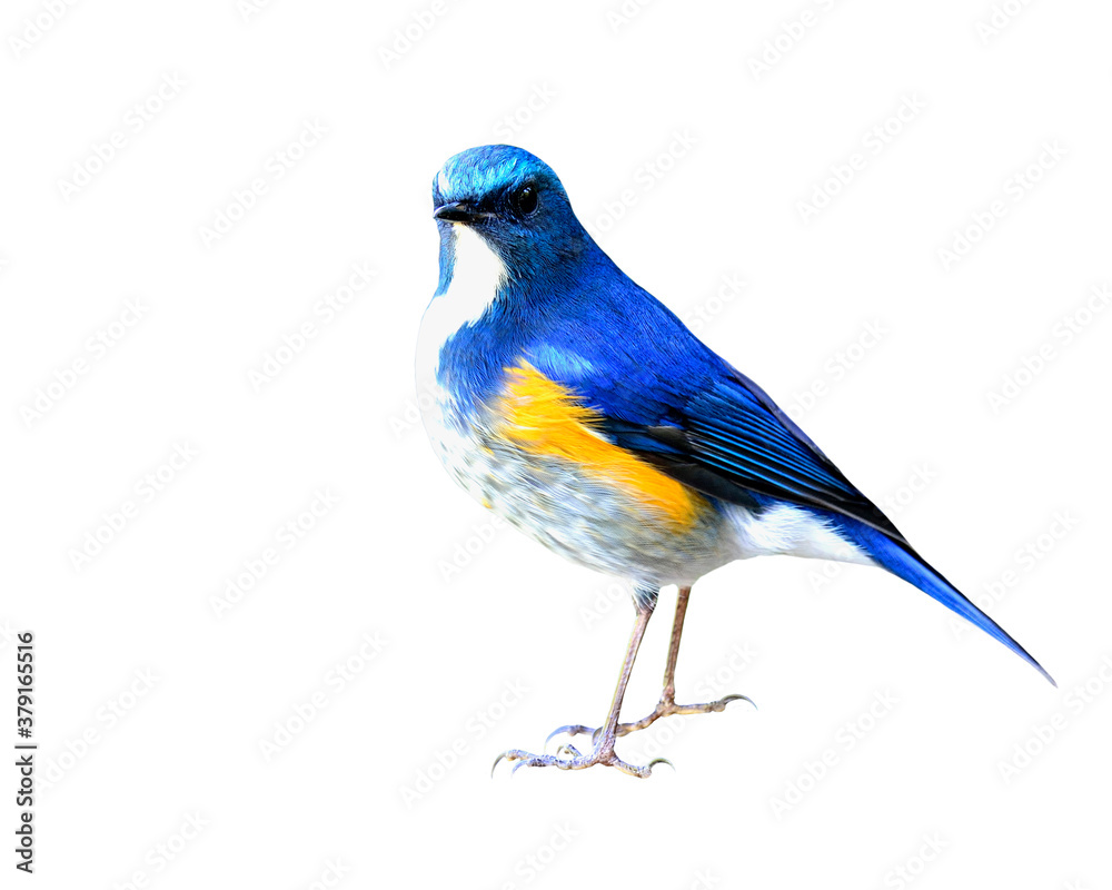 Fototapeta premium Himalayan Bluetail (tarsiger rufilatus) or orange-flanked bush robin, beautiful blue bird isolated on white background