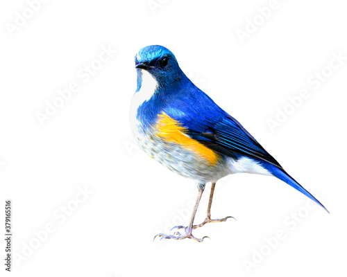 Himalayan Bluetail (tarsiger rufilatus) or orange-flanked bush robin, beautiful blue bird isolated on white background © prin79