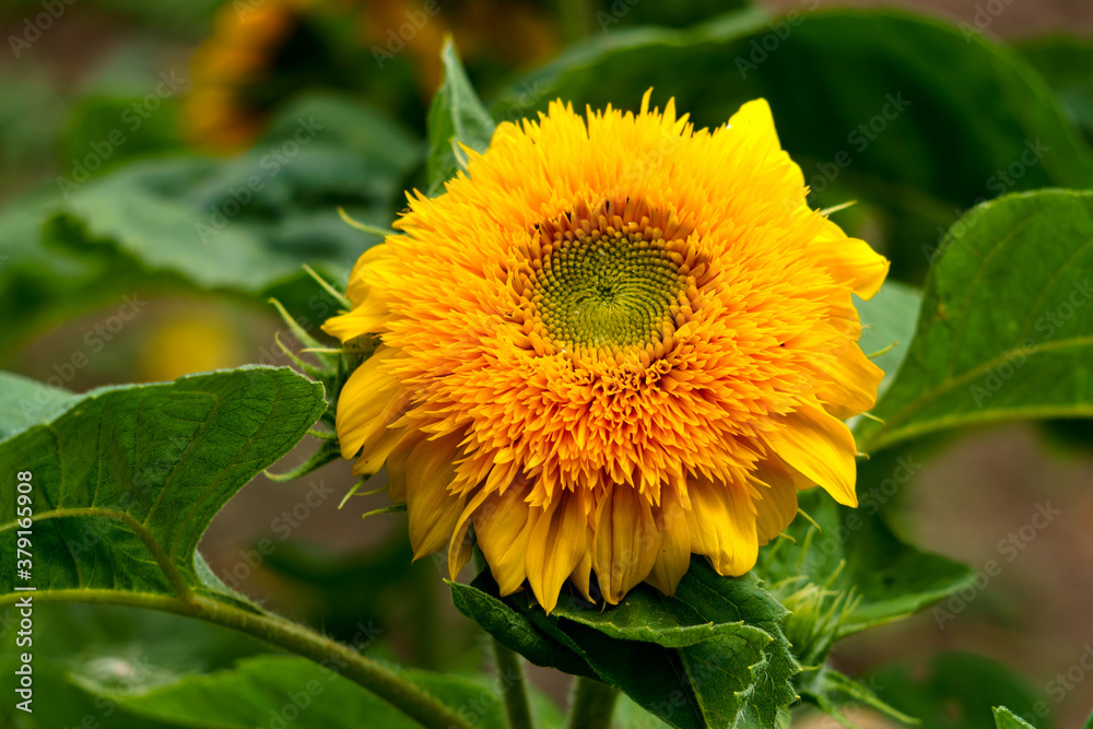 Yellow flowers of decorative sunflower in the garden in summer. Yellow flowers of decorative sunflower in the garden in summer.