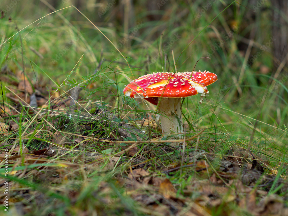 red toadstools in a Sunny clearing. the autumn woods. mushrooms. red toadstools in a Sunny clearing. the autumn woods. mushrooms.
