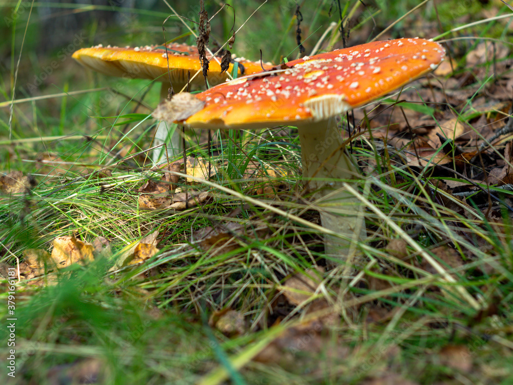 red toadstools in a Sunny clearing. the autumn woods. mushrooms. red toadstools in a Sunny clearing. the autumn woods. mushrooms.