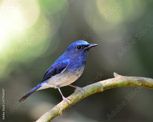 Lovely blue bird, hainan blue flycatcher bird with bokeh background