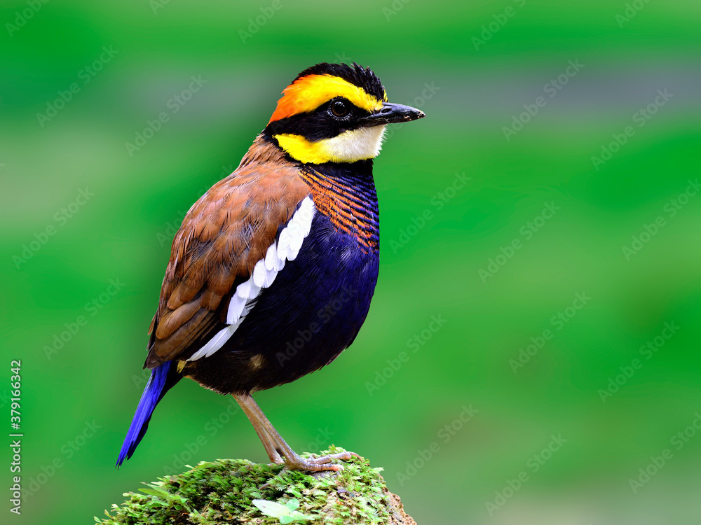 Fototapeta premium Male of Banded Pitta standing on mossy rock with nice green background, Hydromis Juajana