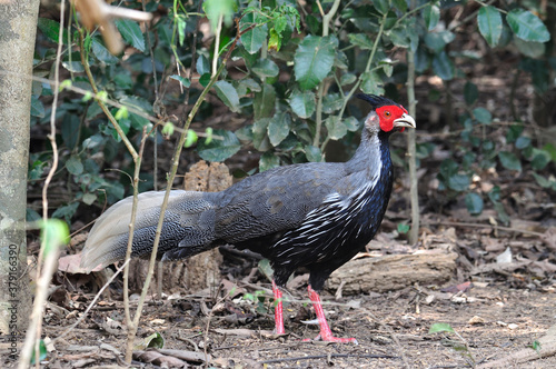 Kalij Pheasant about to show up his great feathers photo