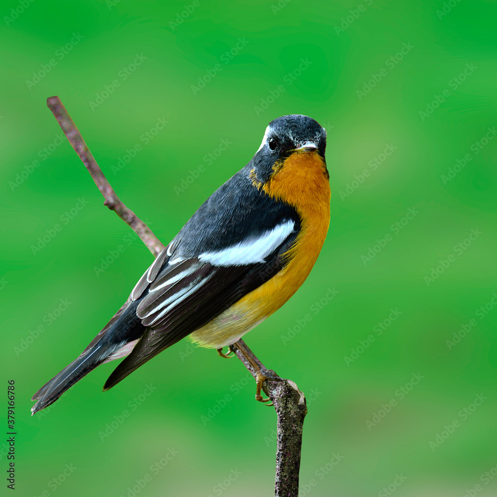 Fototapeta premium Mugimaki Flycatcher with nice details on its feathers, Ficedula mugimaki, isolated green background, bird