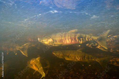 Spawning Chum Salmon, Alaska © Paul
