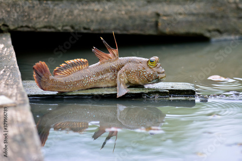 Mudskipper fish about to jump down the water to swim photo