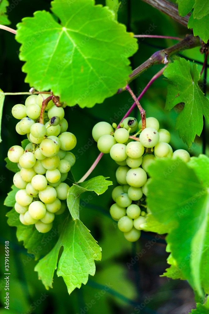 Obraz premium Bunches of green grapes growing on a vine.