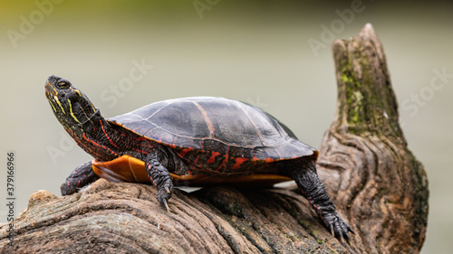 Painted turtle on a river log