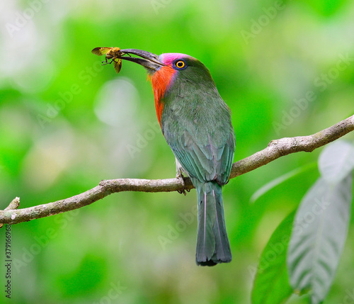 Nice color of Red-bearded Bee-eater carrying insect for its chicks in the nest, Nyctyornis amictus, bird of Thailand photo