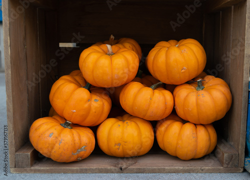 Pumpkins for sale in a local market