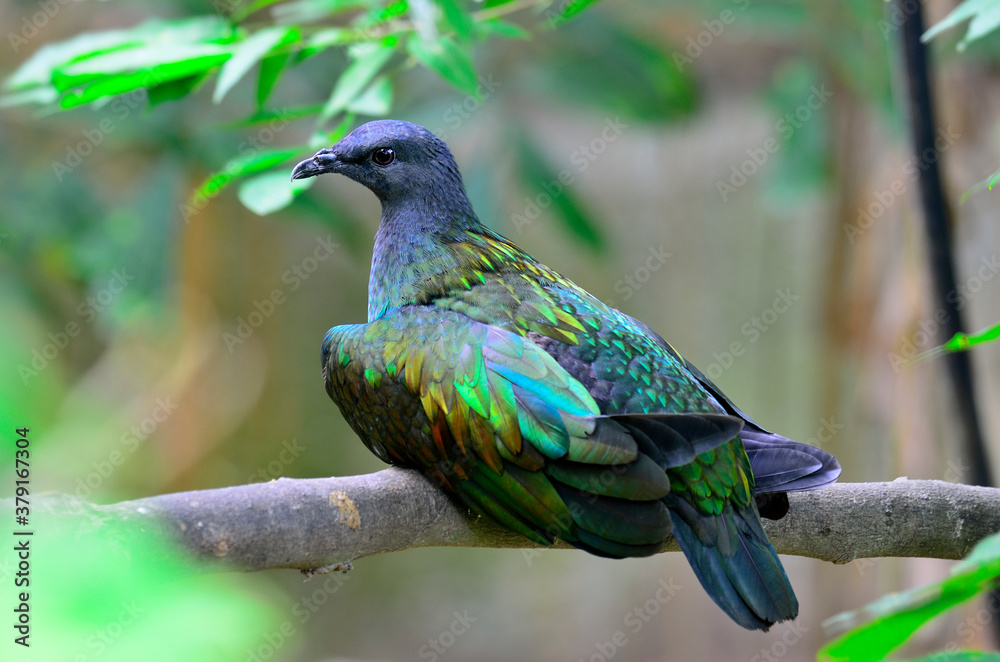 Obraz premium Nicobar Pigeon ,Caloenas nicobarica, a wild bird on island