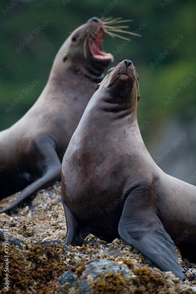 Fototapeta premium Steller Sea Lions, Alaska