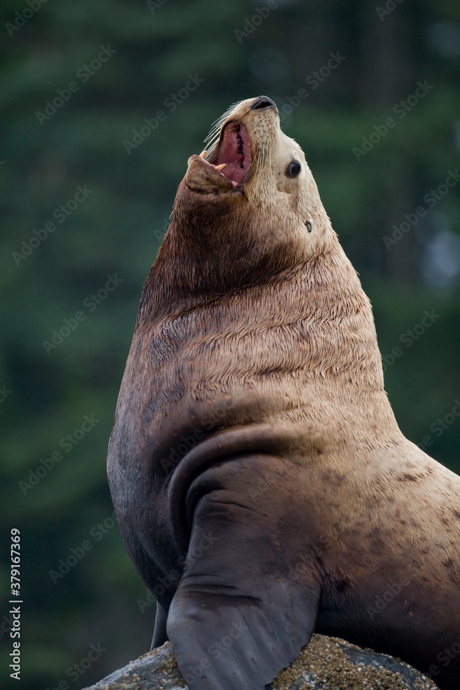 Obraz premium Steller Sea Lion Bull, Alaska