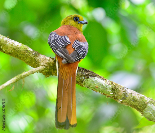 Orange-breasted Trogon percing on the branch with nice back details and clear background, bird in nature, Harpactes oreskios photo