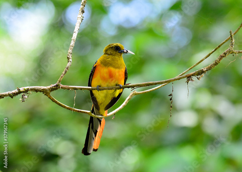 Orange-breasted Trogon and insect in mouth for its chicks, Harpactes oreskios photo