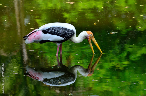 Painted Stork, Mycteria leucocephala, yellow bills and fishing in the pond with reflexion shadow in water photo