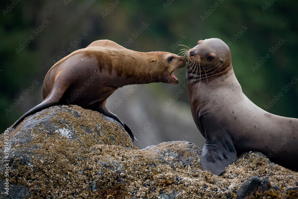 Fototapeta premium Steller Sea Lions Fighting, Alaska