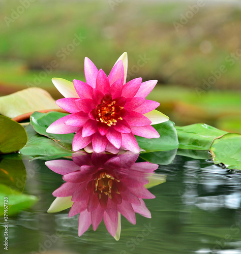 Pink and red Lotus Flower or Water Lily with perfect reflection in water